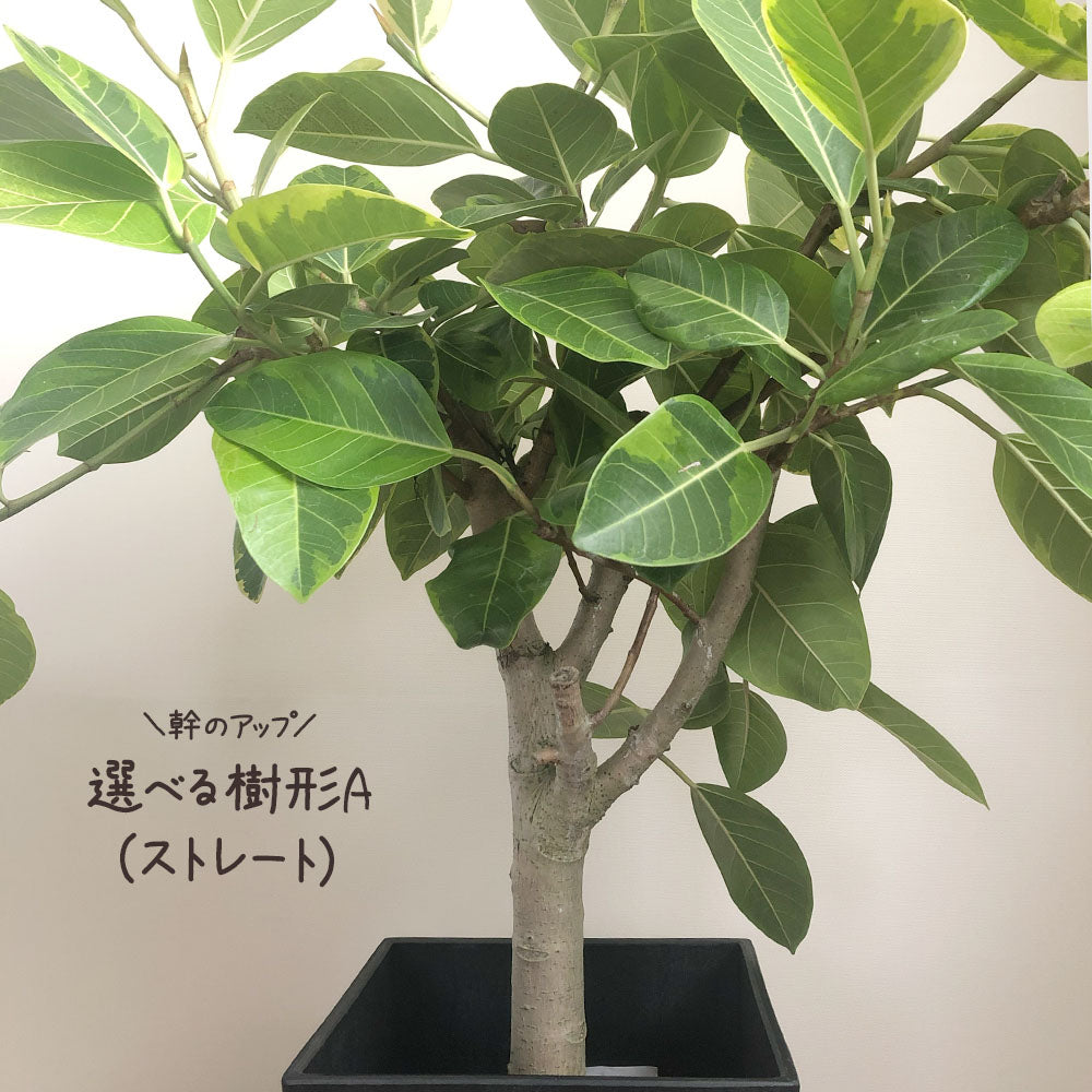 ゴムの木 アルテシマ 選べるサイズ ７号 ８号 【現品】 アートストーンカバー ヤシ繊維付