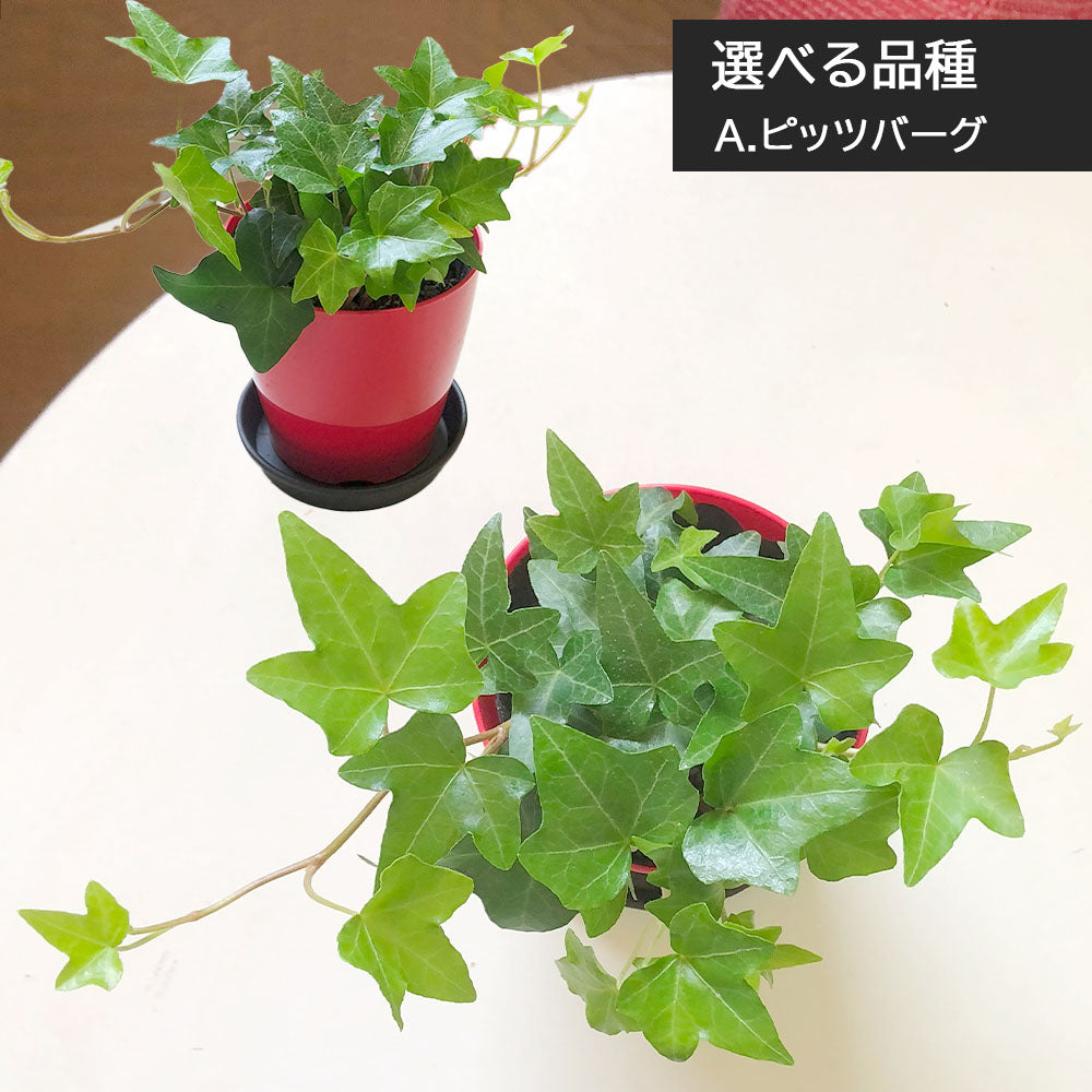 宝石のような観葉植物のお店 【Jewelry Plant】 アイビー 3.5号 カラー