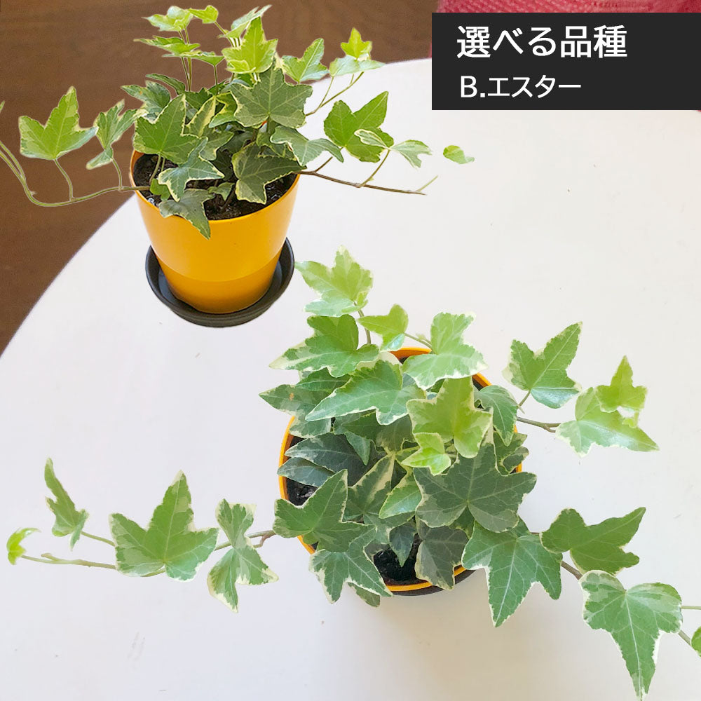 宝石のような観葉植物のお店 【Jewelry Plant】 アイビー 3.5号 カラー