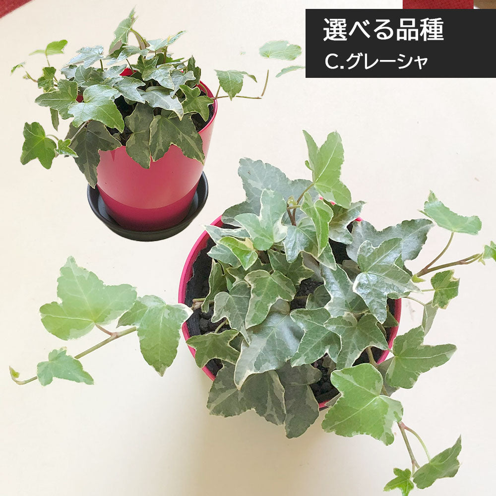 宝石のような観葉植物のお店 【Jewelry Plant】 アイビー 3.5号 カラープラスチック鉢 黒皿付 ホワイトワンダー ピッツバーグ エスター  グレーシャ [黒2] – Jewelry Plant online