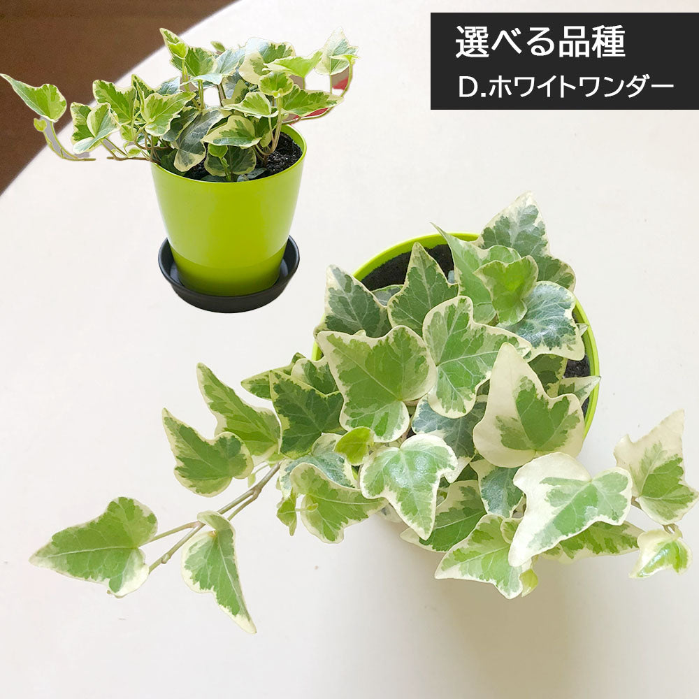 宝石のような観葉植物のお店 【Jewelry Plant】 アイビー 3.5号 カラー