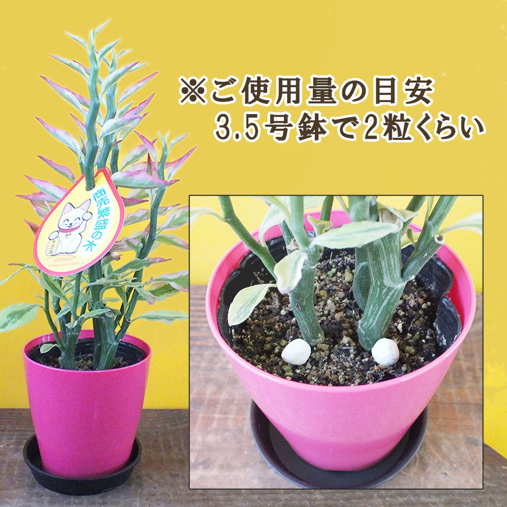 観葉植物専門店【Jewelry Plant】 IB化成 尿素入り 肥料 100g 観葉植物