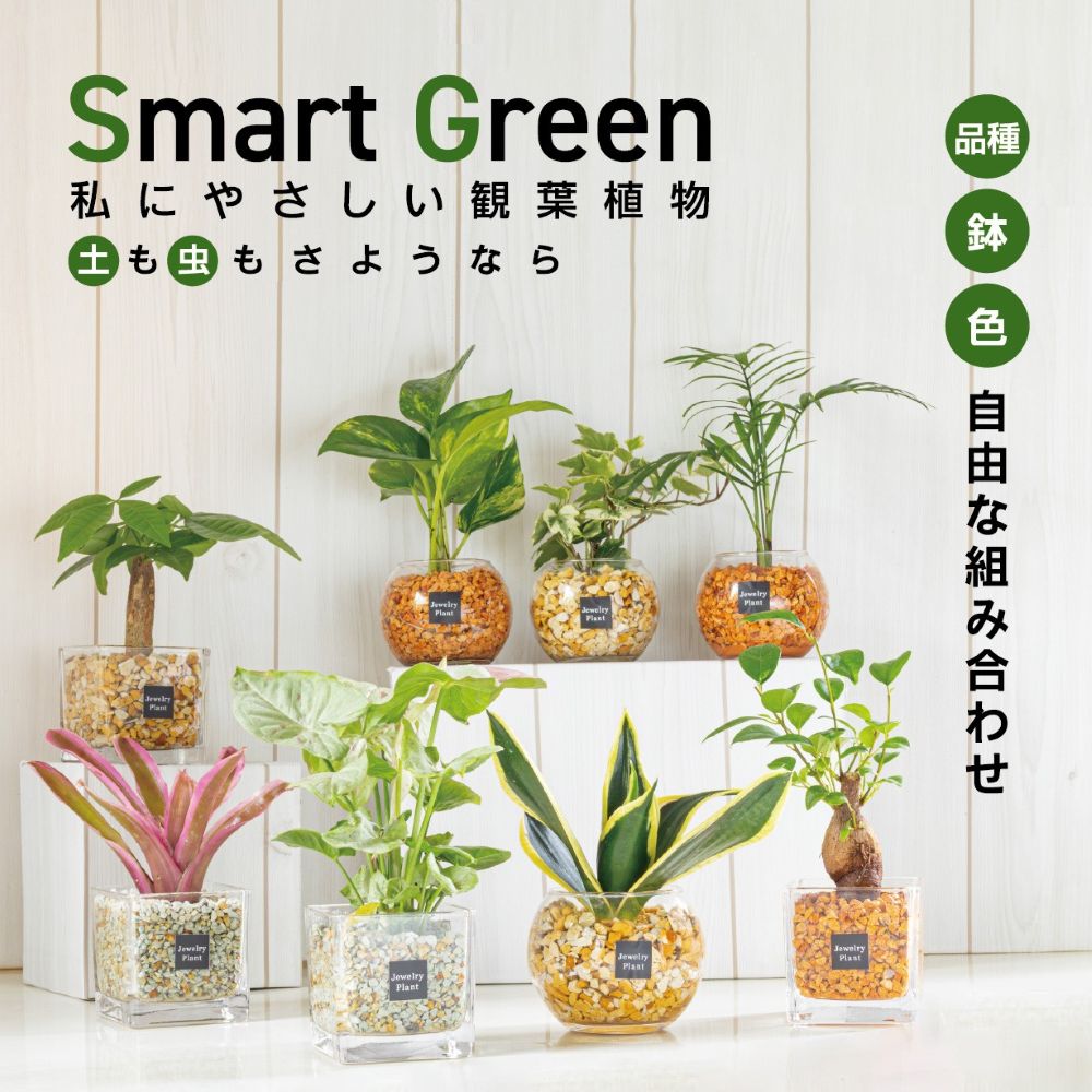 パキラ – Jewelry Plant online