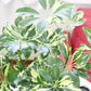 【選べる葉色】 シェフレラ ホンコンカポック 斑入り グリーン ８号 アンティーク調の白鉢カバー
