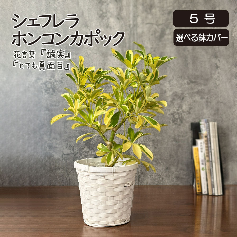 宝石のような観葉植物のお店 【Jewelry Plant】 シェフレラ ホンコン