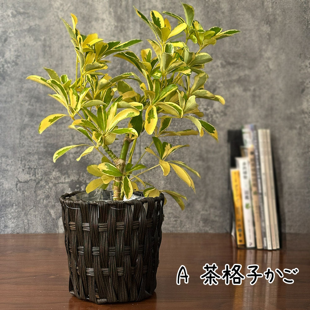 宝石のような観葉植物のお店 【Jewelry Plant】 シェフレラ ホンコン