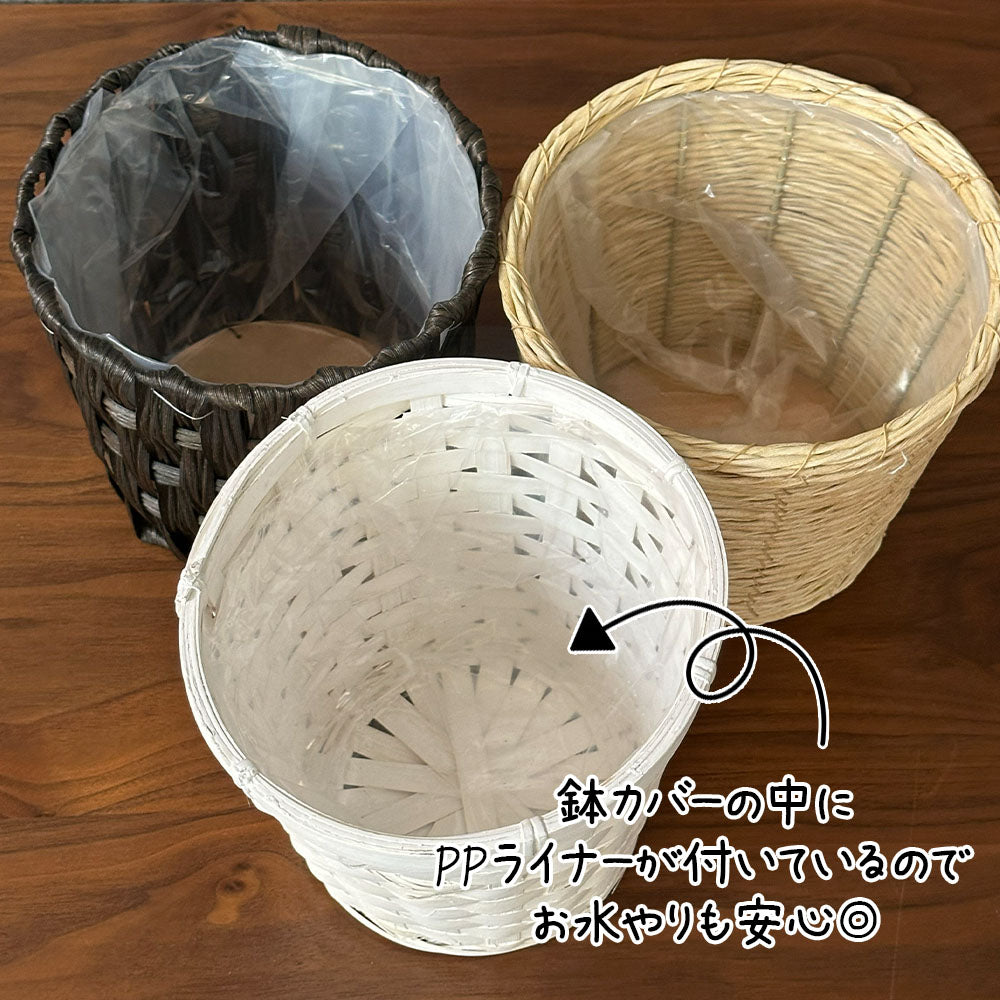 シェフレラ ホンコンカポック 斑入り 5号 ラッピング無料 選べる鉢カバー クリーム 白竹 かご PPライナー 送料別