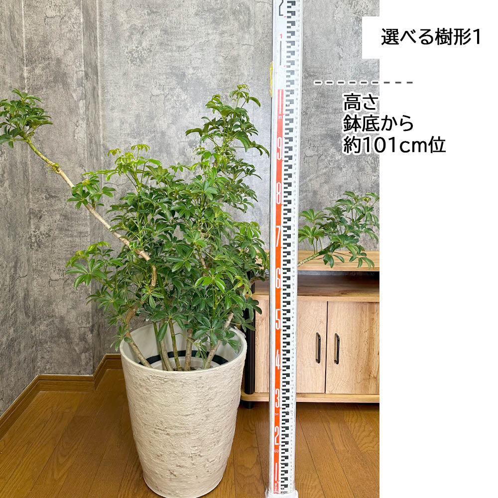 観葉植物  シェフレラ ホンコンカポック 8号 選べる樹形 グリーン 白いアンティーク調の鉢カバー