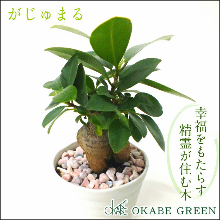宝石のような観葉植物のお店 【Jewelry Plant】 ガジュマル ミニ 観葉