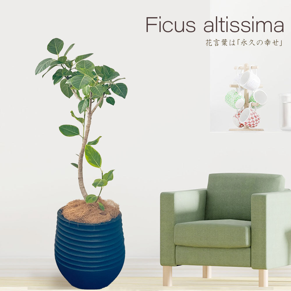宝石のような観葉植物のお店 【Jewelry Plant】 ゴムの木 フィカス 