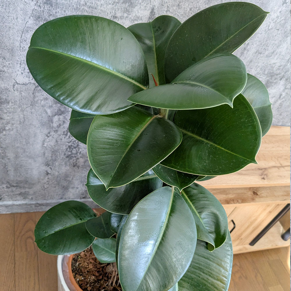 希少品種❗️ フィカス　エベレスト　ゴムの木 曲がり 観葉植物　プレゼント フィカス ゴムの木 エベレスト 曲がり 38 フィカスエベレスト