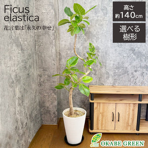 宝石のような観葉植物のお店 【Jewelry Plant】 ゴムの木 フィカス アルテシマ 幹曲がり 選べる樹形 8号 素敵なデザイン鉢 黒皿付  [黒7] – Jewelry Plant online