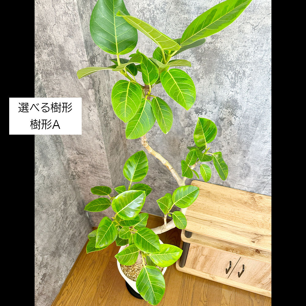 宝石のような観葉植物のお店 【Jewelry Plant】 ゴムの木 フィカス アルテシマ 幹曲がり 選べる樹形 8号 素敵なデザイン鉢 黒皿付 [黒7]  – Jewelry Plant online