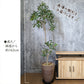 ゴムの木 フランスゴム フィカス 【現品】 8号 茶プラスチック鉢 黒7