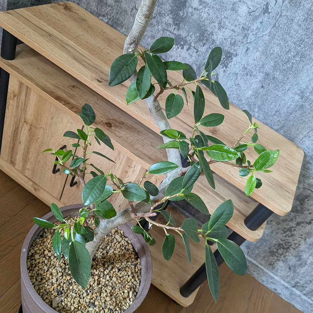 ゴムの木 フランスゴム フィカス 【現品】 8号 茶プラスチック鉢 黒7