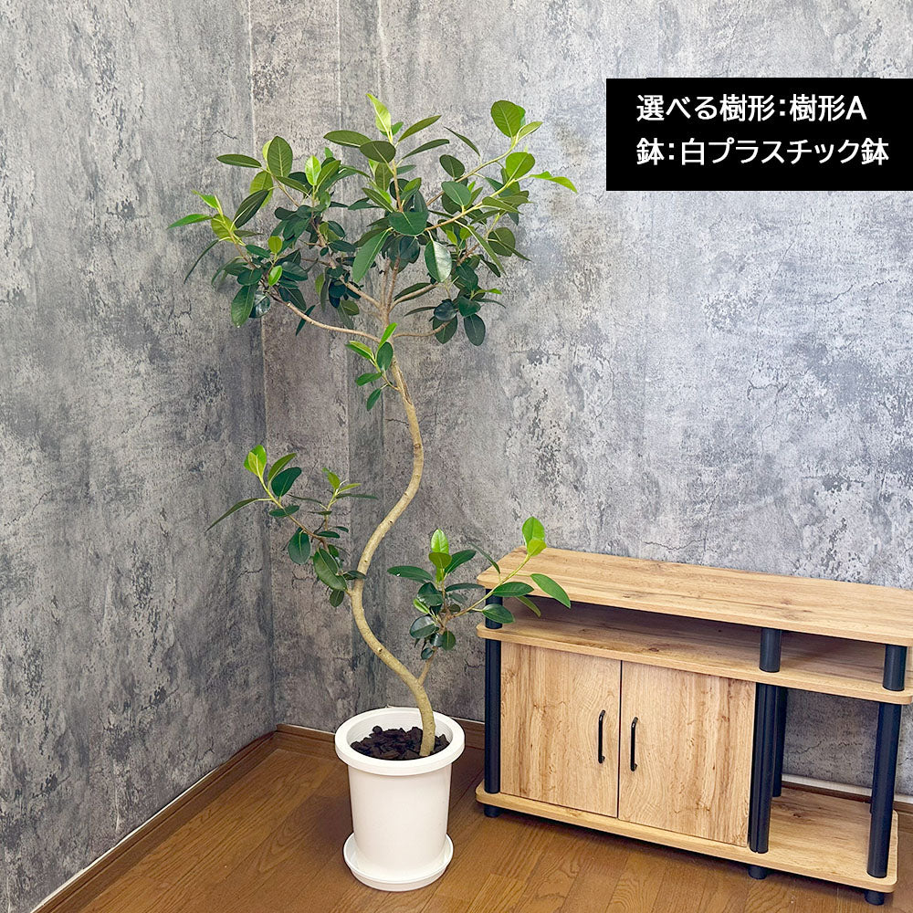 宝石のような観葉植物のお店 【Jewelry Plant】 ゴムの木 バーガンディ ７号 アンティーク調の鉢カバー – Jewelry Plant  online