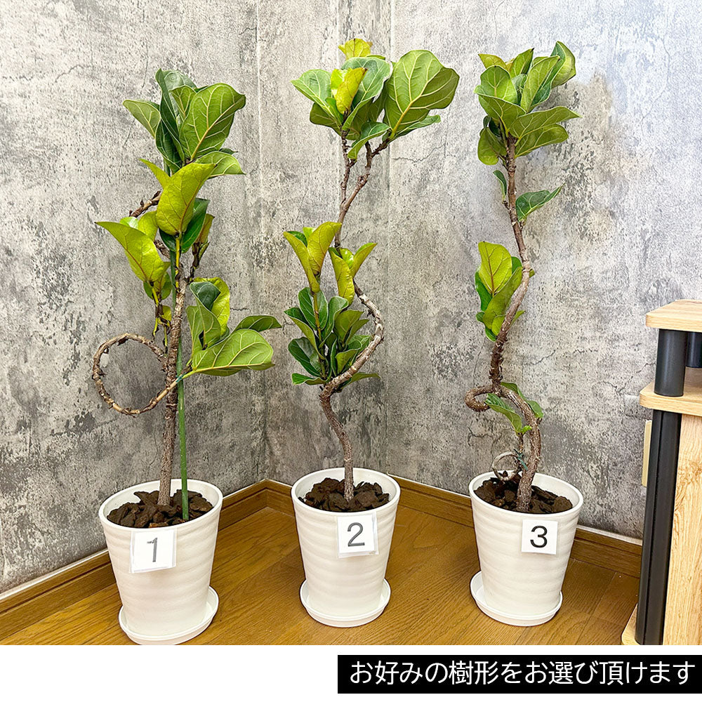 宝石のような観葉植物のお店 【Jewelry Plant】 ゴムの木 フィカス バンビーノ 6号 【選べる樹形】 白セラアート鉢 受皿付  バークチップ付 – Jewelry Plant online