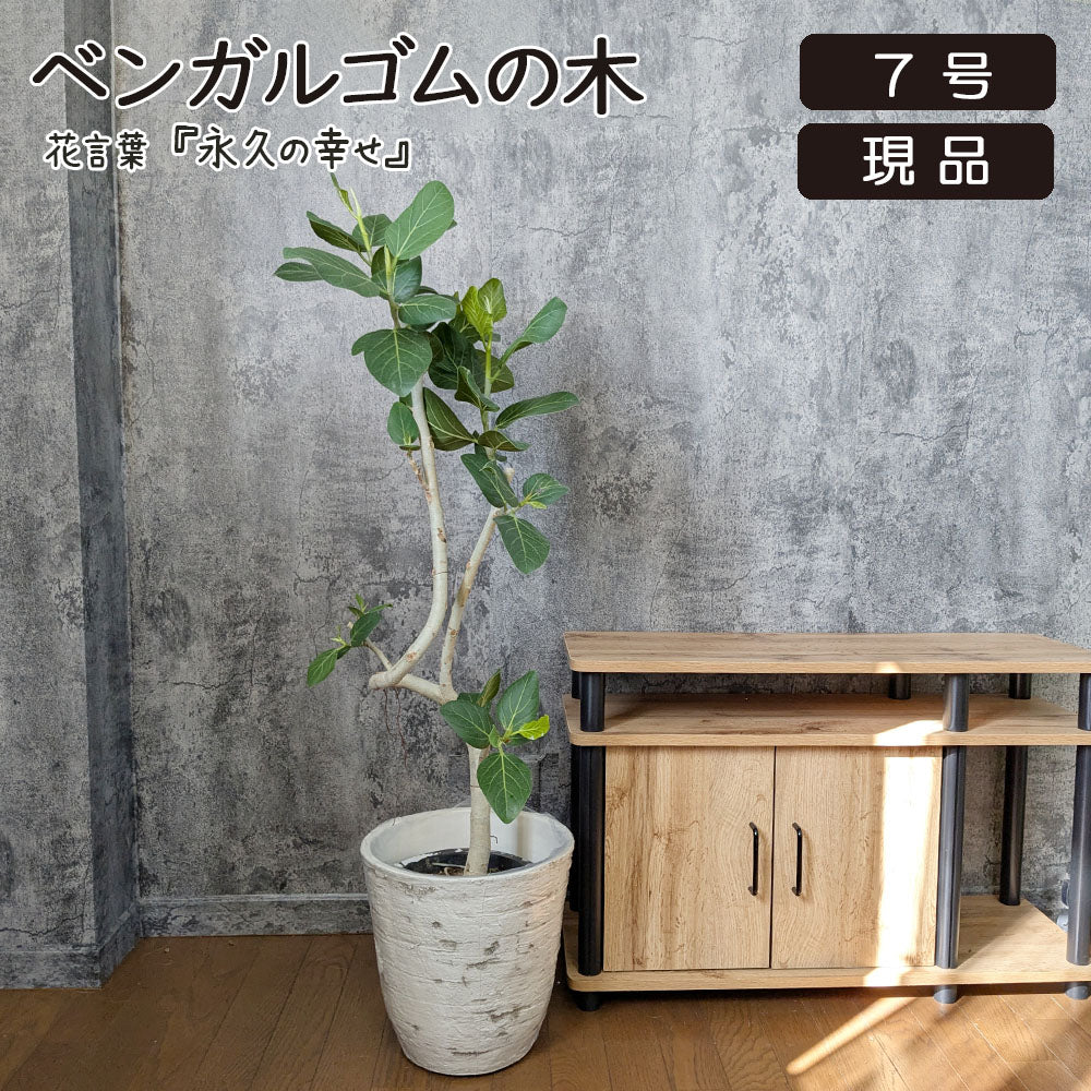 ゴムの木 ベンガレンシス 7号 【現品】 アンティーク調鉢カバー 