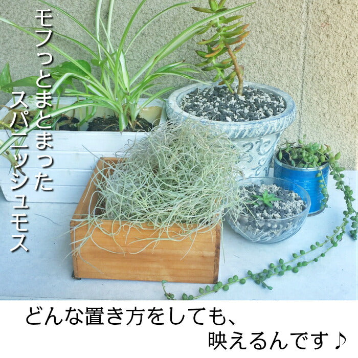 宝石のような観葉植物のお店 【Jewelry Plant】 スパニッシュモス Ｓ 細葉 太葉 ウスネオイデス エアプランツ 選べる 吊り下げ おしゃれ  壁掛け ポスト便 – Jewelry Plant online