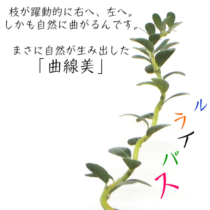 宝石のような観葉植物のお店 【Jewelry Plant】 雲龍ツゲ スパイラルドラゴン 4号 白エッグ型陶器鉢 ゴールドデコジャリ大 受皿付 –  Jewelry Plant online