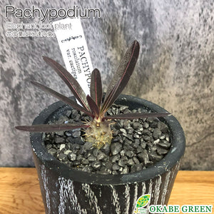 パキポディウム ロスラーツム カクチペス 選べる樹形 【現品】 3号 黒