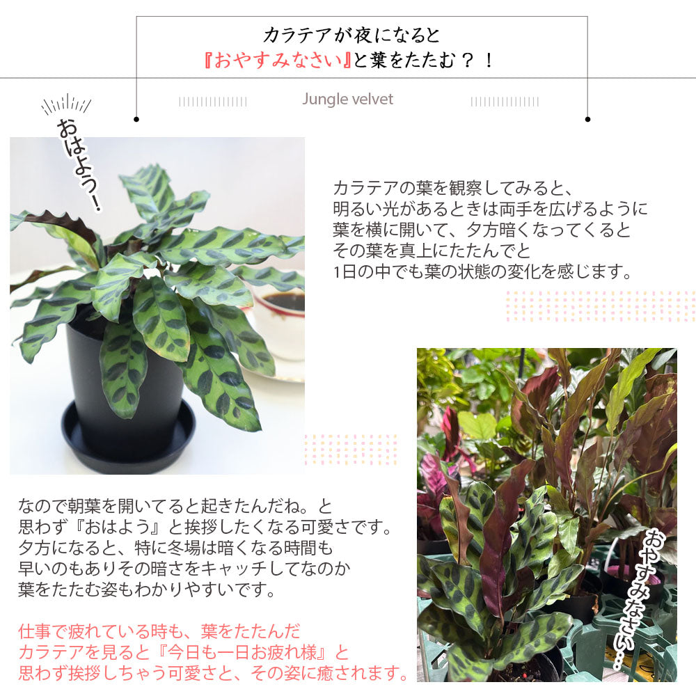 宝石のような観葉植物のお店 【Jewelry Plant】 カラテア ジャングル
