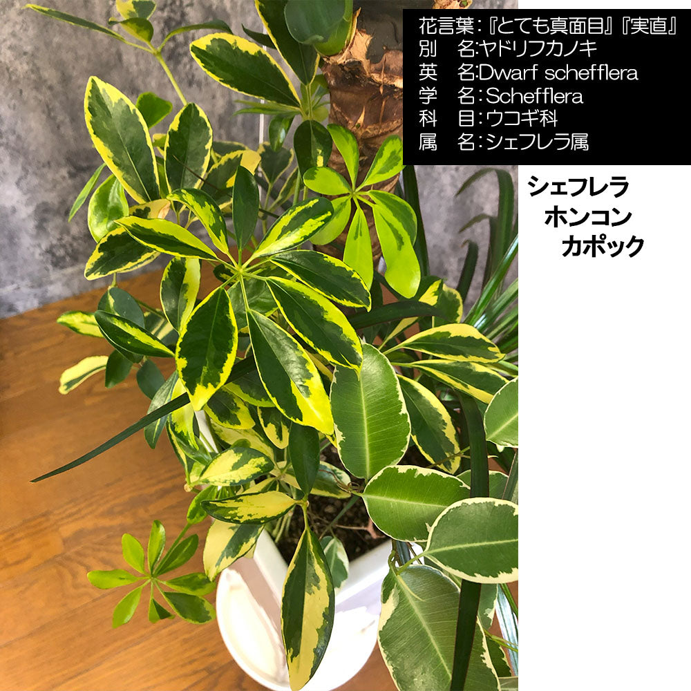 宝石のような観葉植物のお店 【Jewelry Plant】 ユッカ ホンコン カポック 斑入り 寄せ植え 8号 【現品】 白高陶器鉢 受皿付 [白7]  – Jewelry Plant online