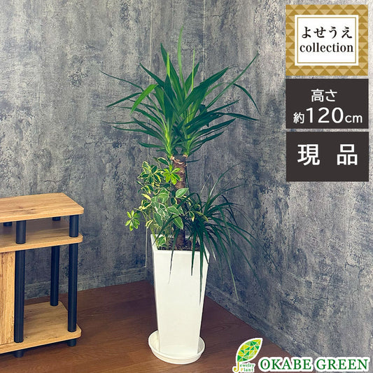 観葉植物 大型 寄せ植え 【現品】 8号 ユッカ シェフレラ ホンコン カポック ベンジャミン 斑入り ドラセナ コンシンネ 白高陶器鉢 受皿付 受皿付 [白7]