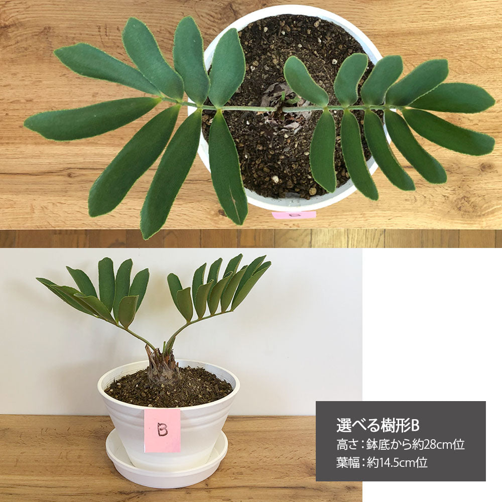 宝石のような観葉植物のお店 【Jewelry Plant】 メキシコ ソテツ ザミア フルフラケア 【現品】 選べる樹形 希少品種 選べるサイズ 5号  10号 選べる鉢 – Jewelry Plant online