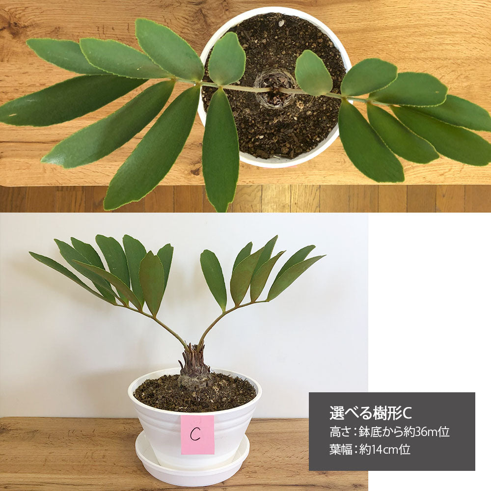 宝石のような観葉植物のお店 【Jewelry Plant】 メキシコ ソテツ ザミア フルフラケア 【現品】 選べる樹形 希少品種 選べるサイズ 5号  10号 選べる鉢 – Jewelry Plant online