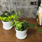 観葉植物 アイビー 3種盛り 寄せ植え 5号 白プラスチック鉢 品種お任せ 送料別