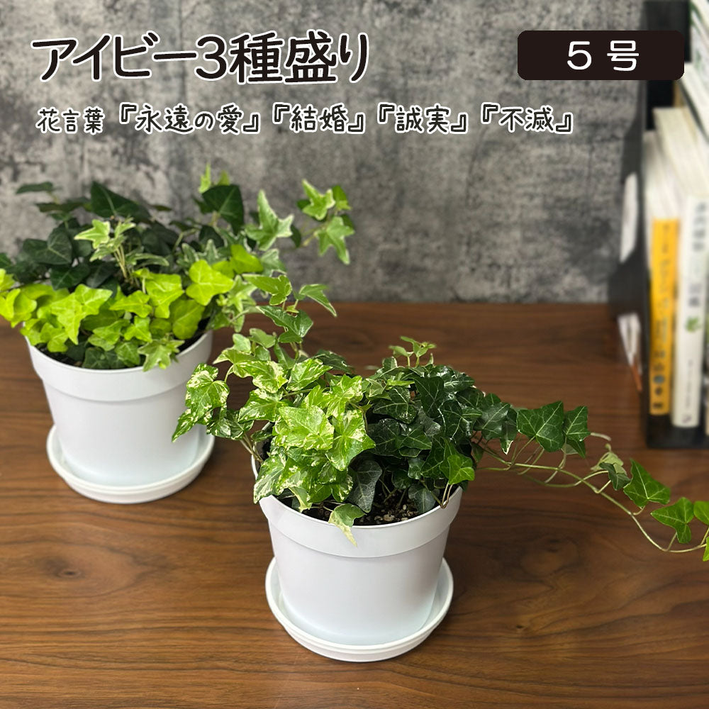 観葉植物 アイビー 3種盛り 寄せ植え 5号 白プラスチック鉢 品種お任せ 送料別