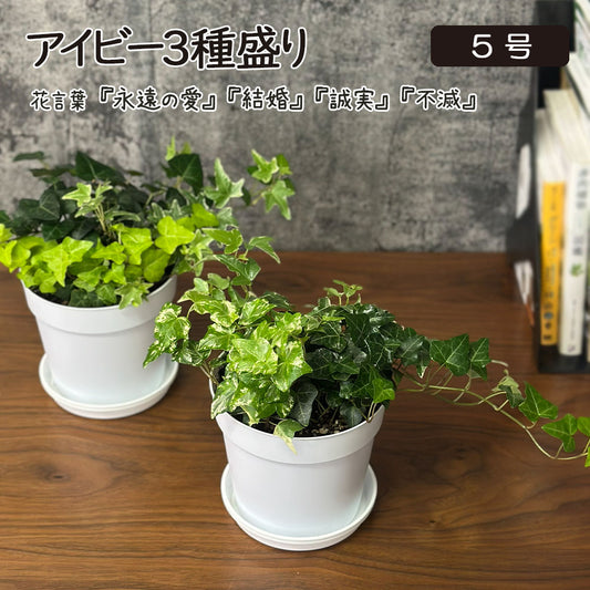 観葉植物 アイビー 3種盛り 寄せ植え 5号 白プラスチック鉢 品種お任せ 送料別