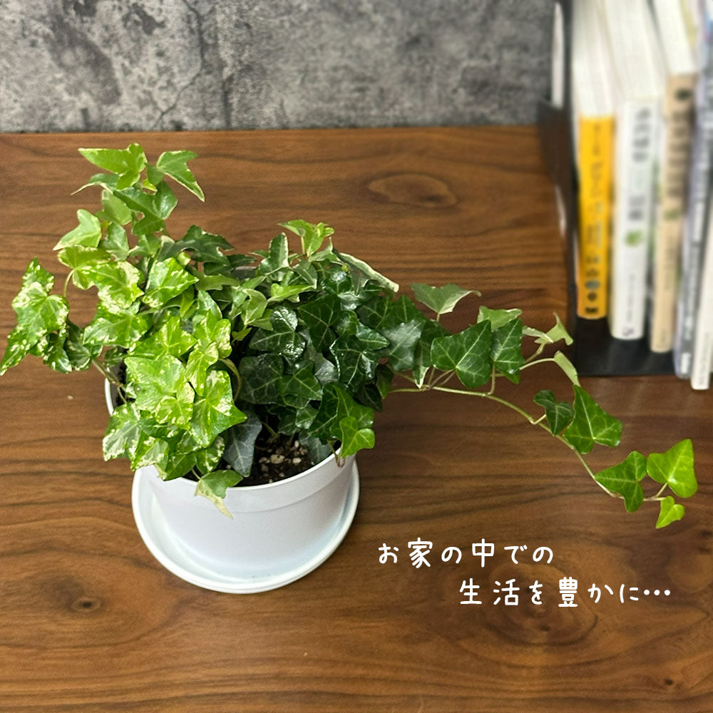 観葉植物 アイビー 3種盛り 寄せ植え 5号 白プラスチック鉢 品種お任せ 送料別