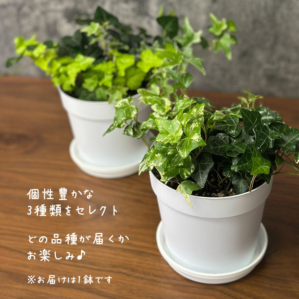 観葉植物 アイビー 3種盛り 寄せ植え 5号 白プラスチック鉢 品種お任せ 送料別