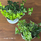 観葉植物 アイビー 3種盛り 寄せ植え 5号 白プラスチック鉢 品種お任せ 送料別