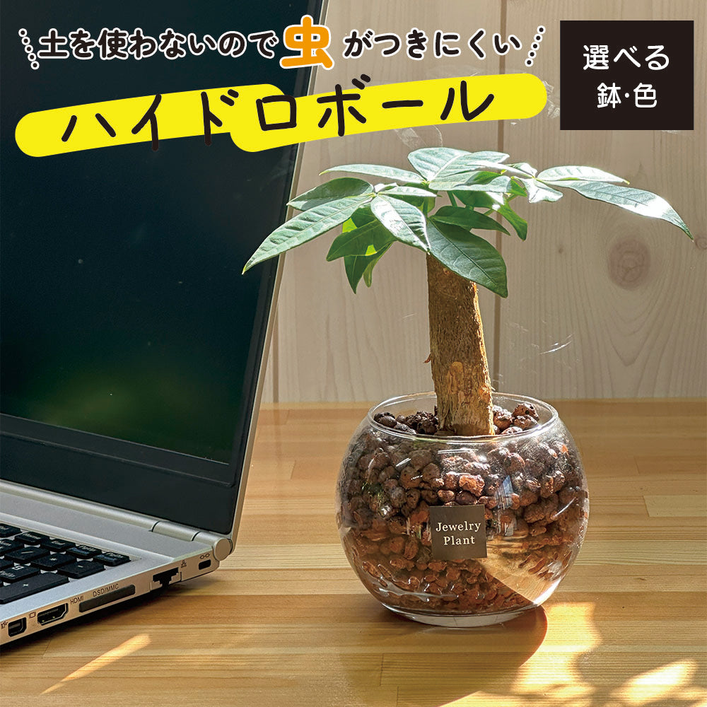 パキラ – Jewelry Plant online パキラ – Jewelry Plant online