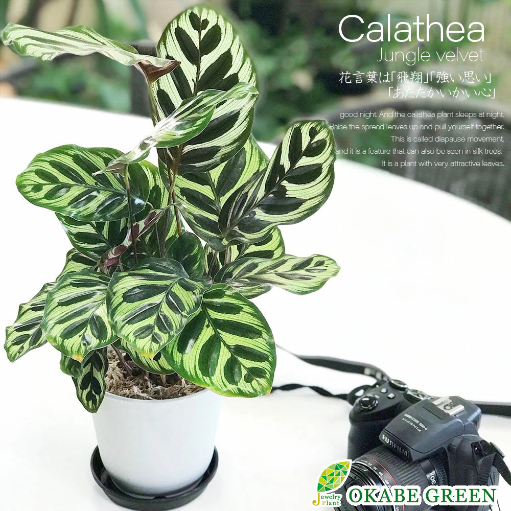 宝石のような観葉植物のお店 【Jewelry Plant】 カラテア マコヤナ 4 