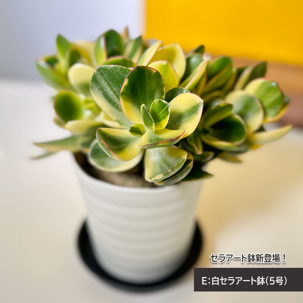 宝石のような観葉植物のお店 【Jewelry Plant】 金のなる木 斑入り 白プラスチック鉢 ４号 黄金花月 成金草 花月 多肉植物 –  Jewelry Plant online