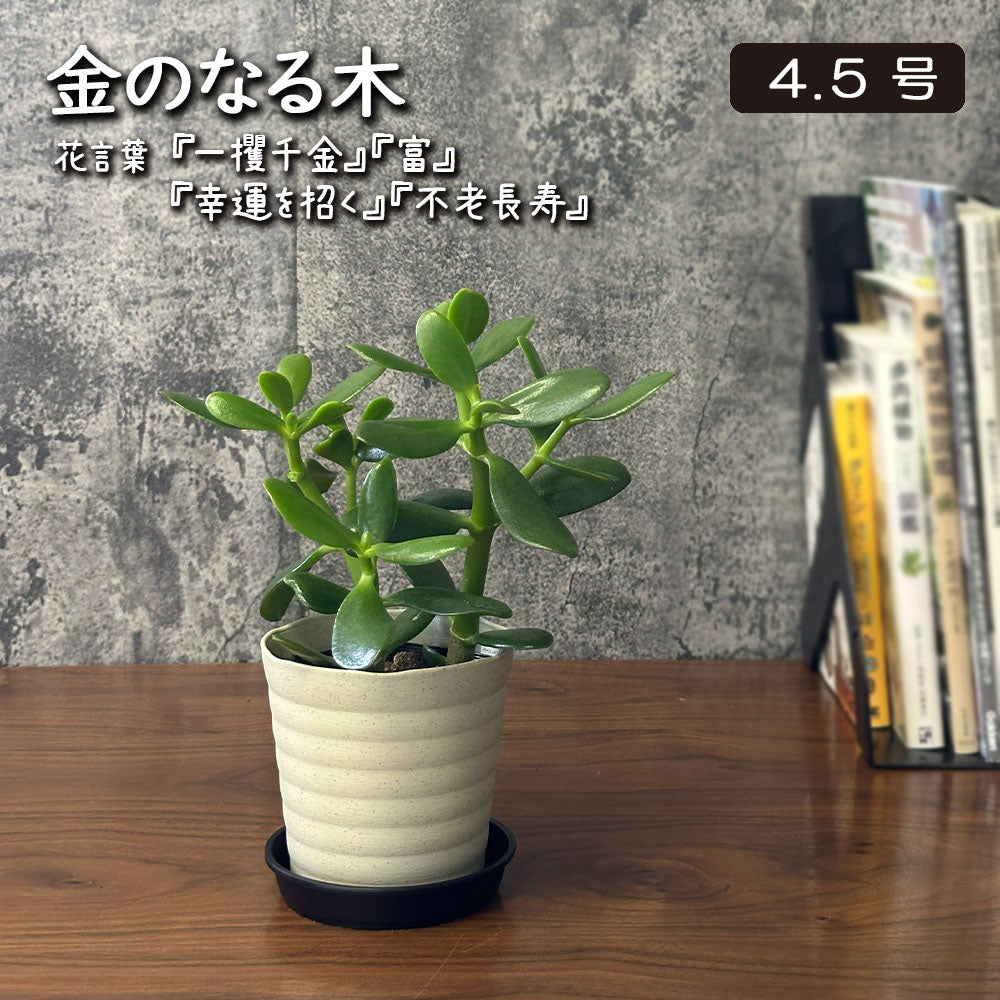 金のなる木 4.5号 ベージュセラアート鉢 ラッピング無料 送料別