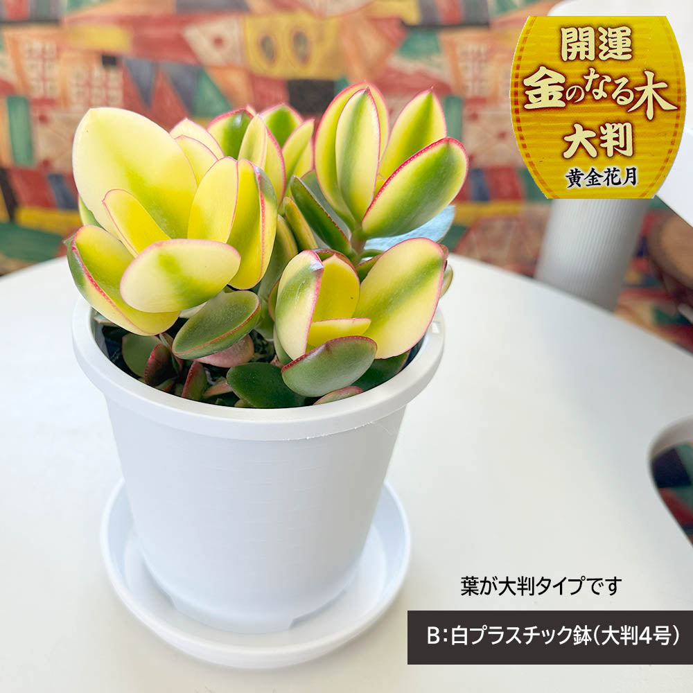 宝石のような観葉植物のお店 【Jewelry Plant】 金のなる木 斑入り 白プラスチック鉢 ４号 黄金花月 成金草 花月 多肉植物 –  Jewelry Plant online