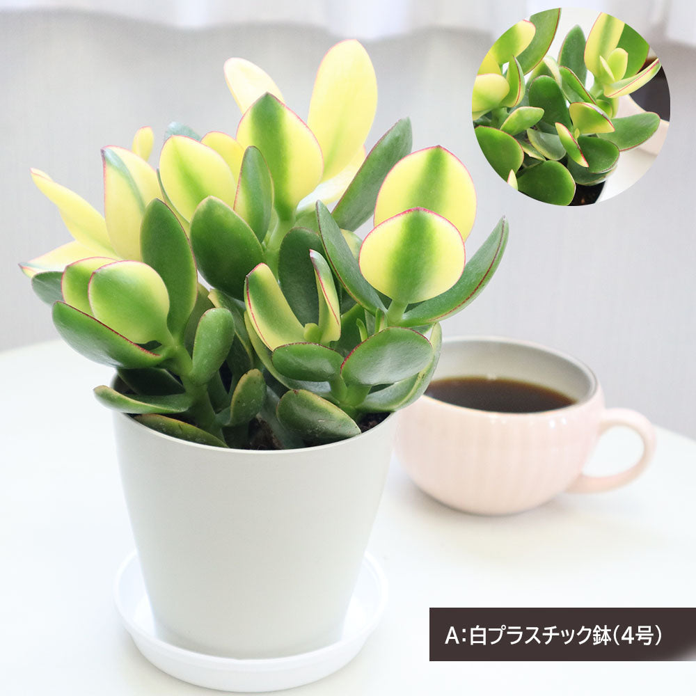宝石のような観葉植物のお店 【Jewelry Plant】 金のなる木