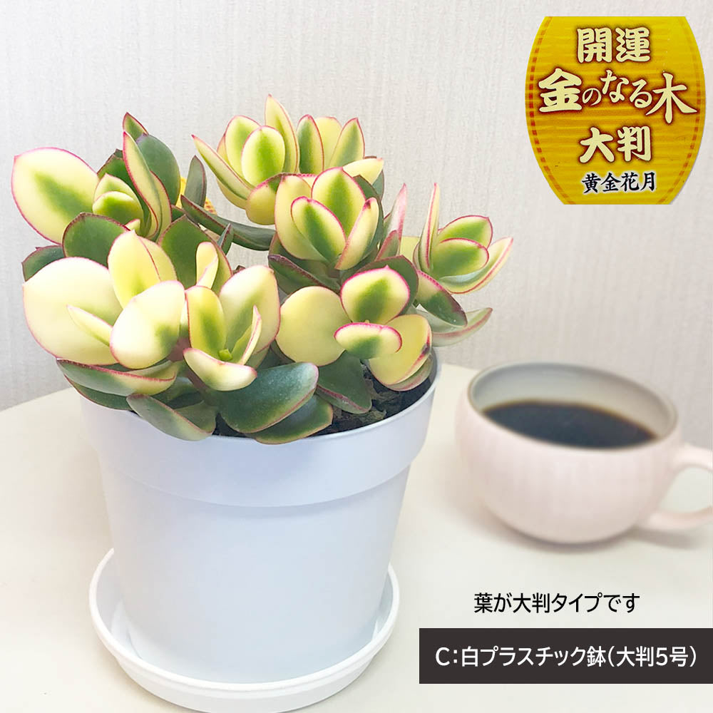 宝石のような観葉植物のお店 【Jewelry Plant】 金のなる木 斑入り 白プラスチック鉢 ４号 黄金花月 成金草 花月 多肉植物 –  Jewelry Plant online