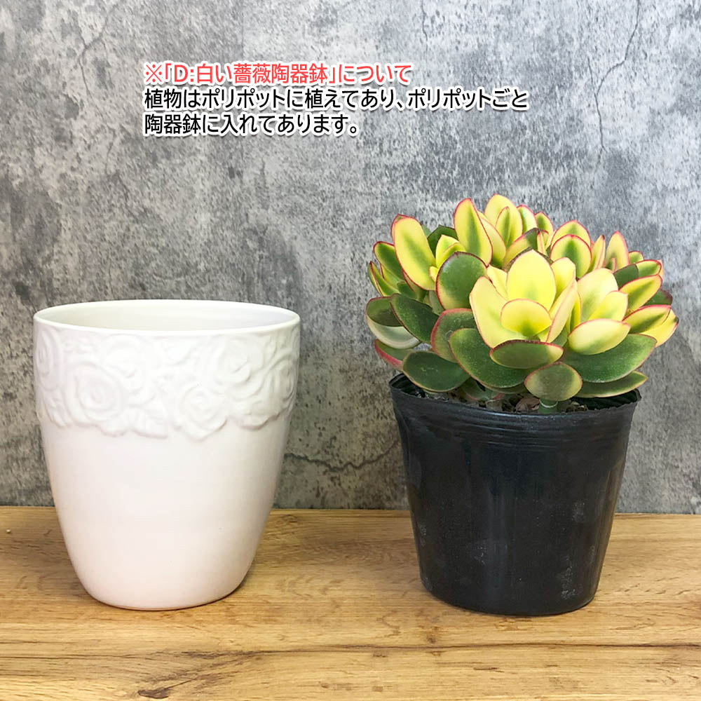 宝石のような観葉植物のお店 【Jewelry Plant】 金のなる木 斑入り 白プラスチック鉢 ４号 黄金花月 成金草 花月 多肉植物 –  Jewelry Plant online