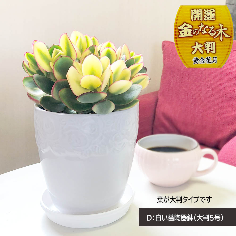 宝石のような観葉植物のお店 【Jewelry Plant】 金のなる木 斑入り 白プラスチック鉢 ４号 黄金花月 成金草 花月 多肉植物 –  Jewelry Plant online