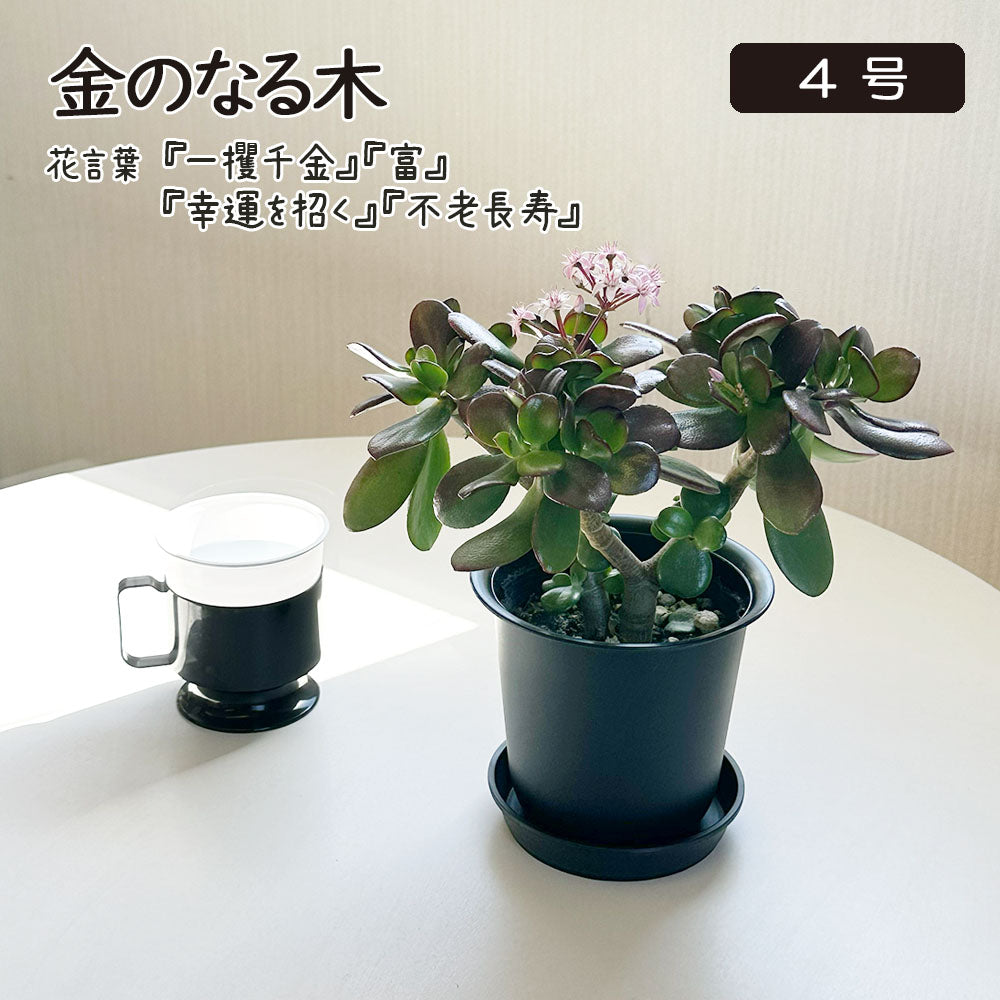 引き取り限定　超特大極太　金の成る木　成金草　マネーツリー　鉢植え Amazon.co.jp: お金のなる木 花月 成金草 4号鉢サイズ 鉢植え 薫る花