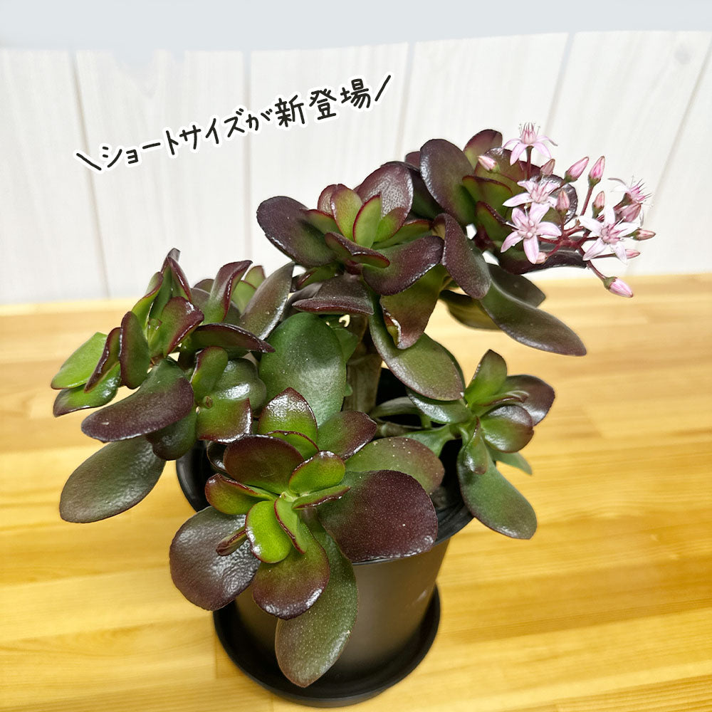 金のなるき 宝石のような観葉植物のお店 【Jewelry Plant】 金のなる木 4号 黒
