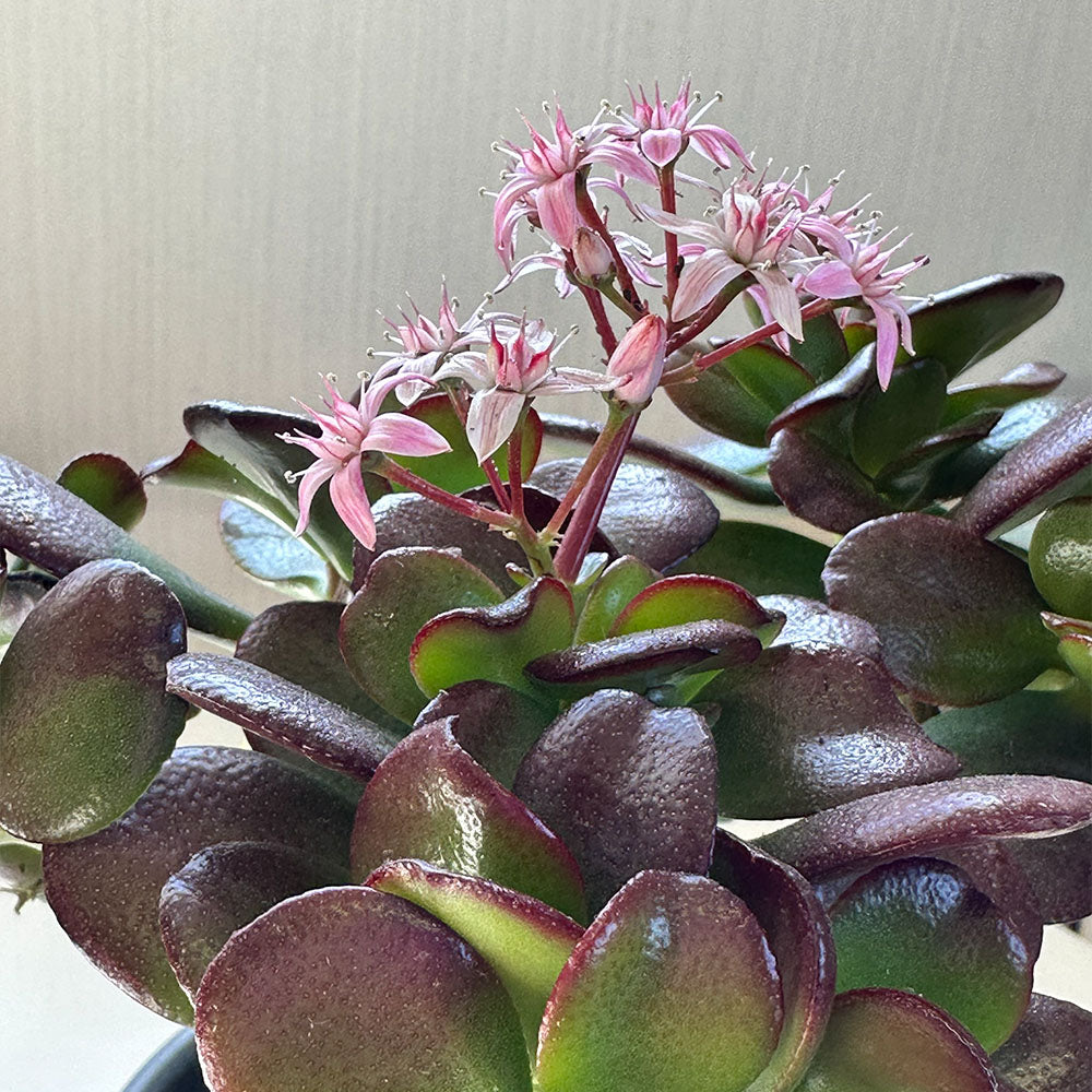 金のなるき 宝石のような観葉植物のお店 【Jewelry Plant】 金のなる木 4号 黒