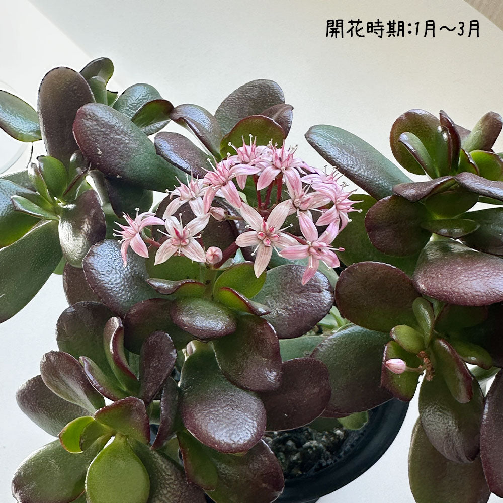 金のなるき カネノナルキ - Wikipedia