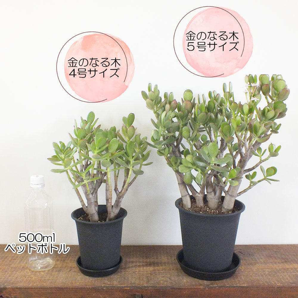 yubon-0319様専用金の成る木4本｜観葉植物 - その他多肉植物